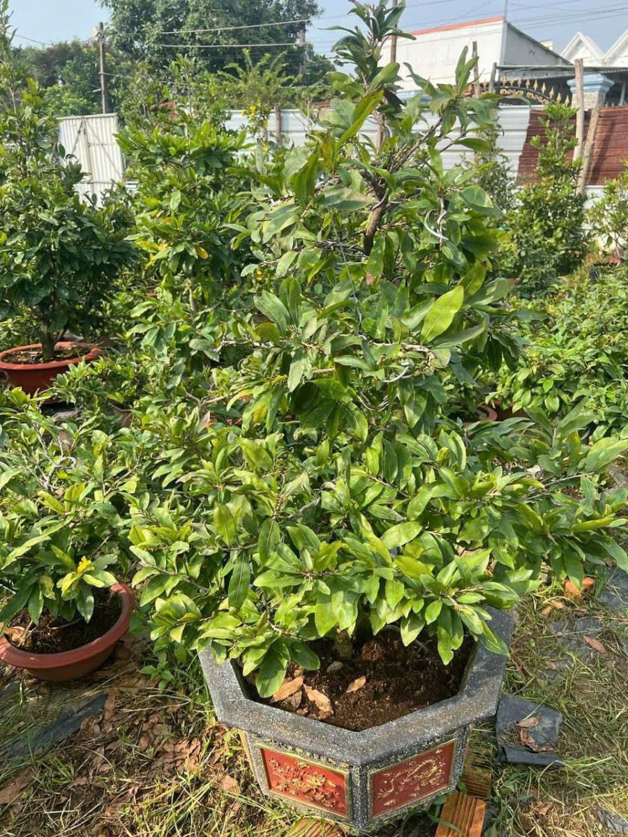 CUNG CẤP SỐ LƯỢNG LỚN CÂY CẢNH - CÂY MAI GIÁ RẺ UY TÍN TẠI VƯỜN DĨ AN, BÌNH DƯƠNG